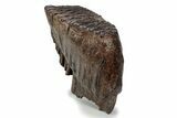 Fossil Woolly Mammoth Upper M Molar - Poland #357014-3